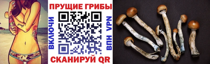 кракен вход Ильский сайты даркнета какой сайт Галлюциногенные грибы Psilocybe